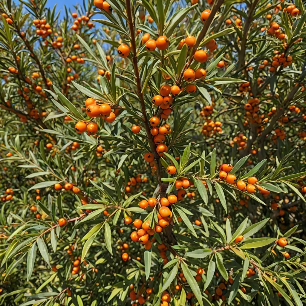 Jak uprawiać rokitnik w ogrodzie? Te zasady musisz znać!