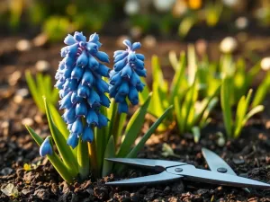 Kiedy przycinać szafirki? Porady pielęgnacyjne