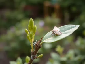 Czy bukszpan odrośnie po ćmie bukszpanowej?